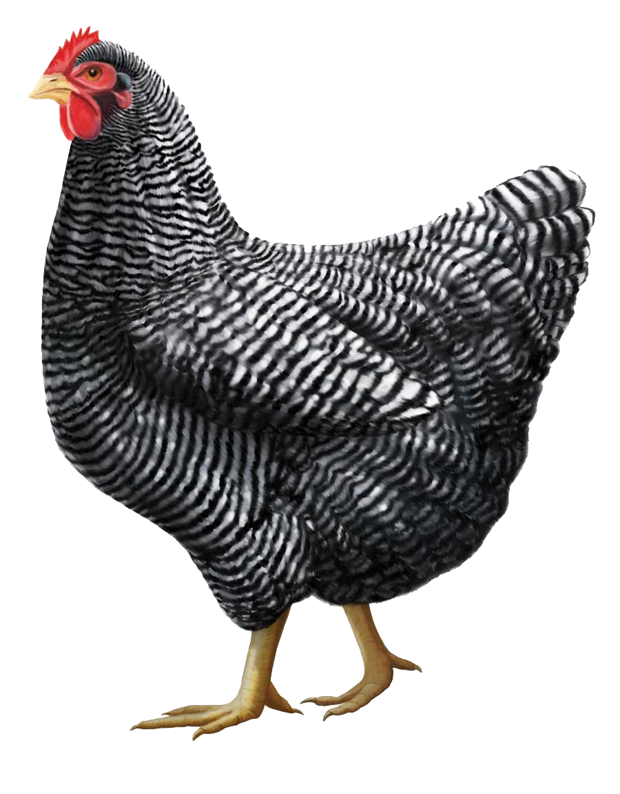 chicken12