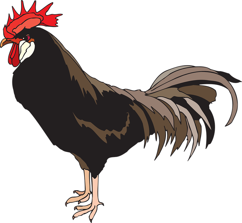 chicken13